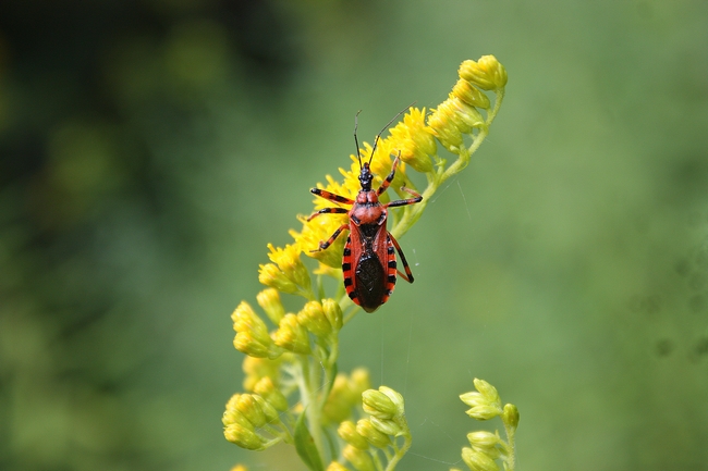 Rhynocoris iracundus ???